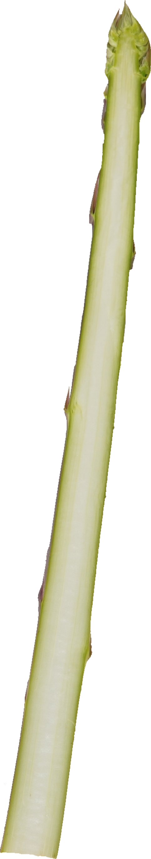 アスパラガス（紫）｜商用可フリー画像・背景透過