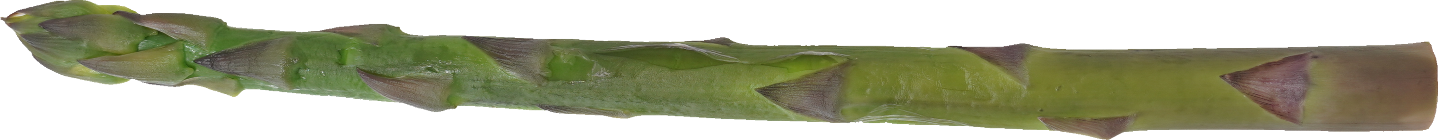 アスパラガス（紫・ゆで）｜商用可フリー画像・背景透過