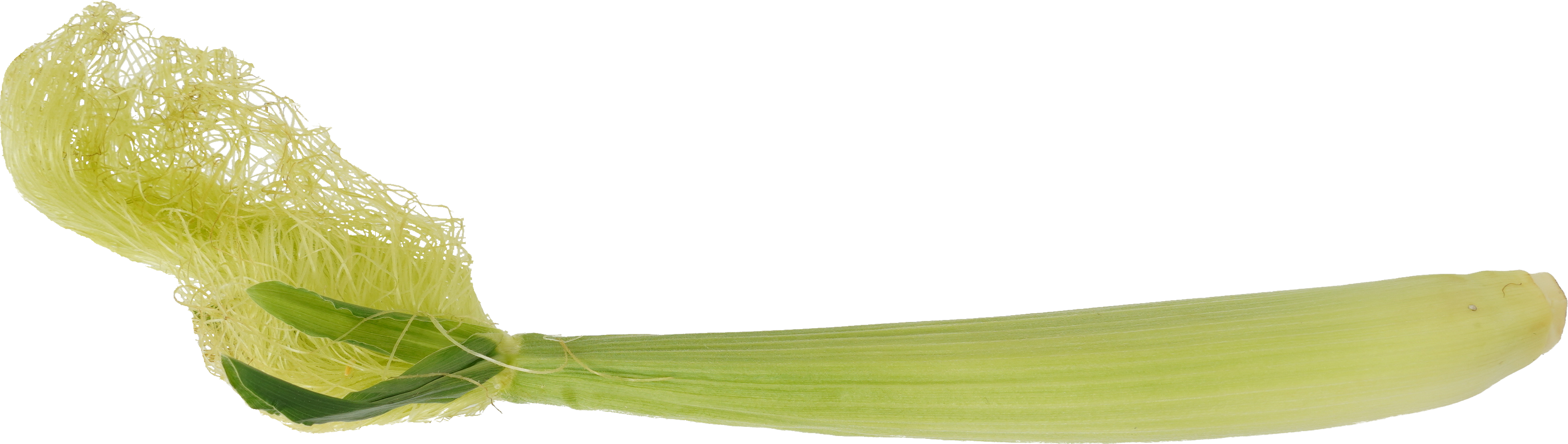 ヤングコーン｜商用可フリー画像・背景透過