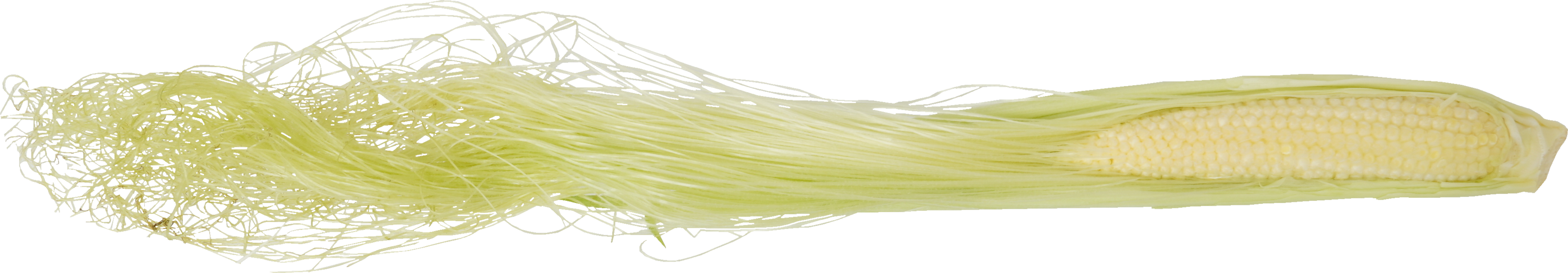 ヤングコーン｜商用可フリー画像・背景透過