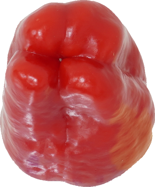 赤ピーマン｜商用可フリー画像・背景透過
