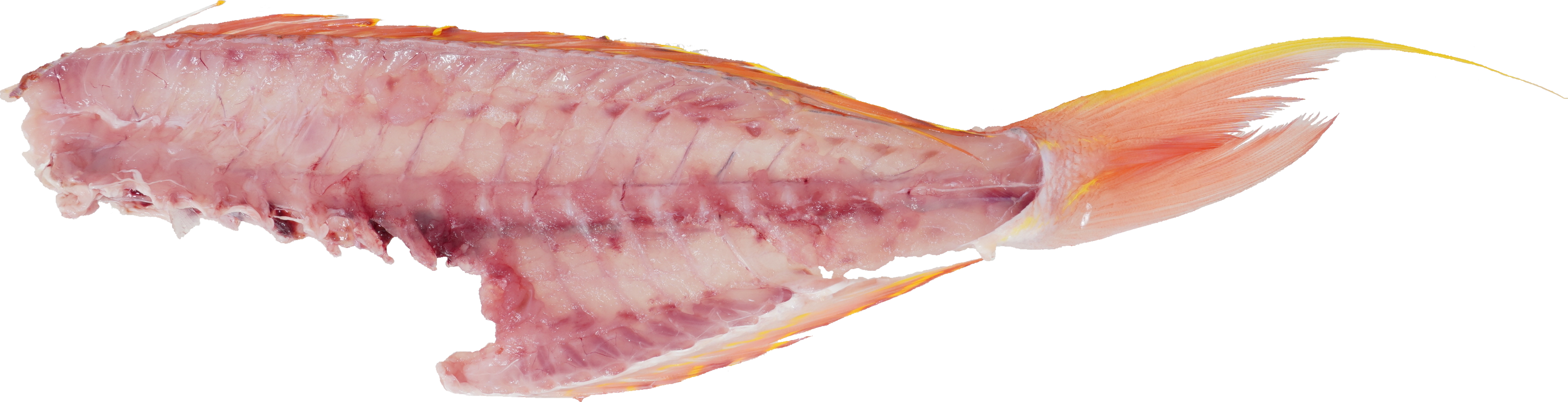 いとよりだい【いとより】｜商用可フリー画像・背景透過