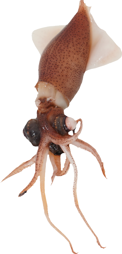 ほたるいか｜商用可フリー画像・背景透過