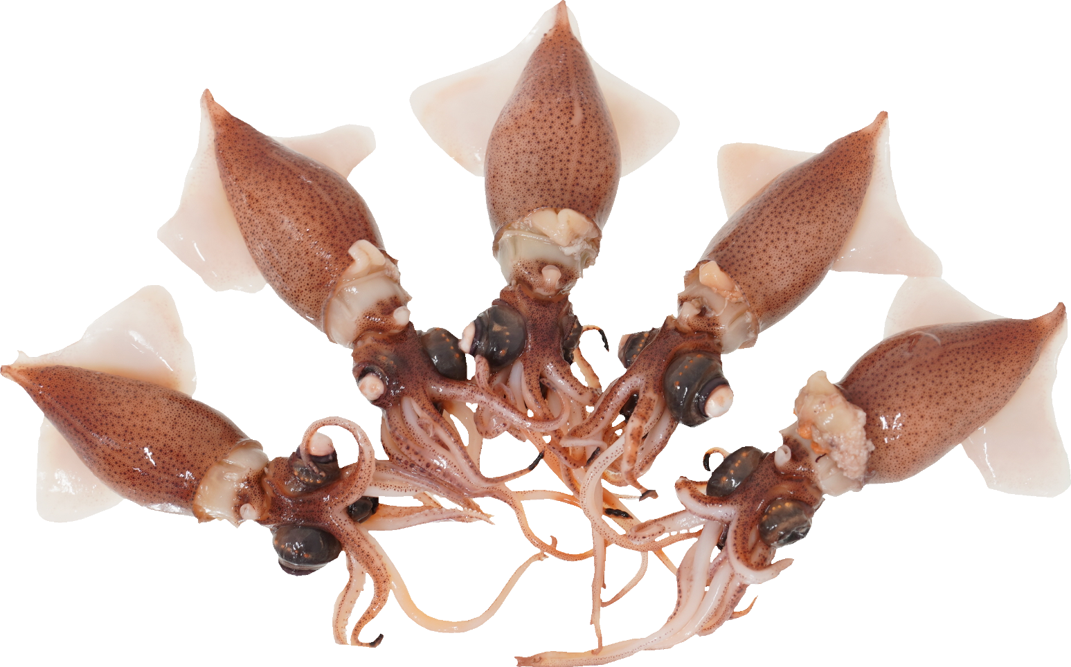 ほたるいか｜商用可フリー画像・背景透過