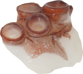 みずだこ｜商用可フリー画像・背景透過