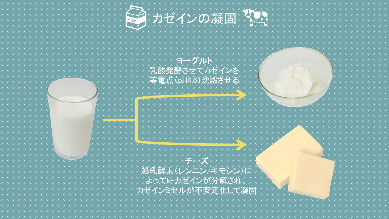 カゼインの凝固について～乳の不思議～｜商用可フリー画像・背景透過