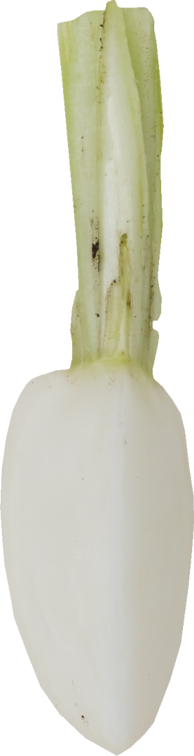 かぶ｜商用可フリー画像・背景透過