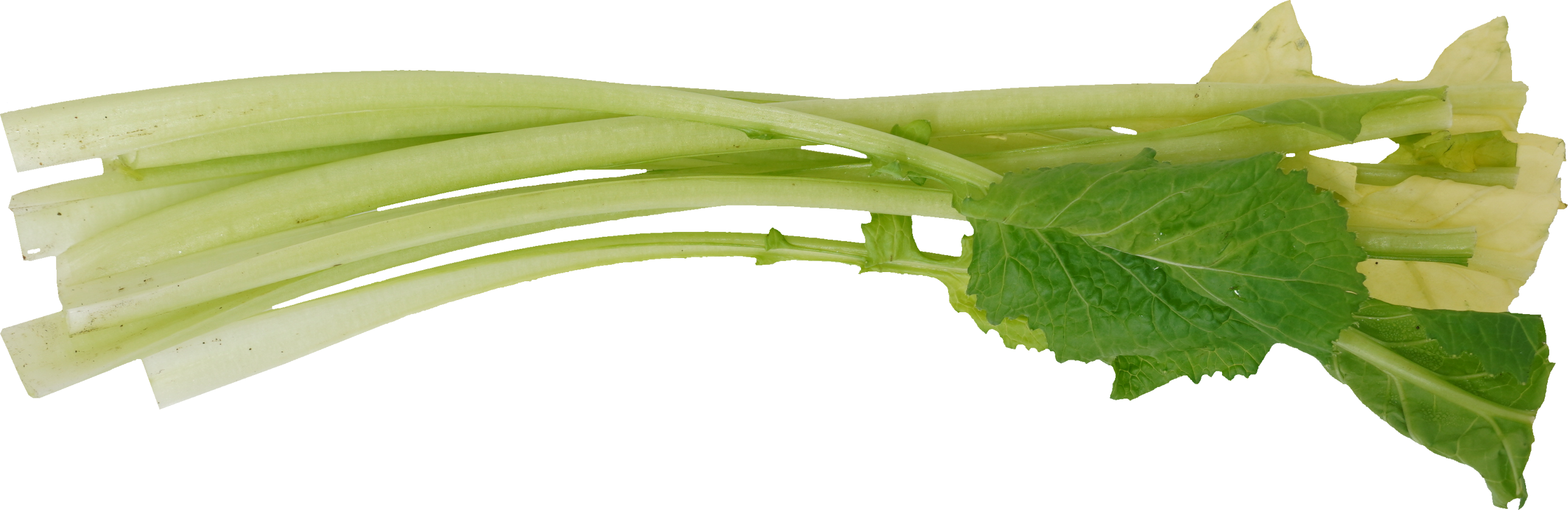 かぶ｜商用可フリー画像・背景透過