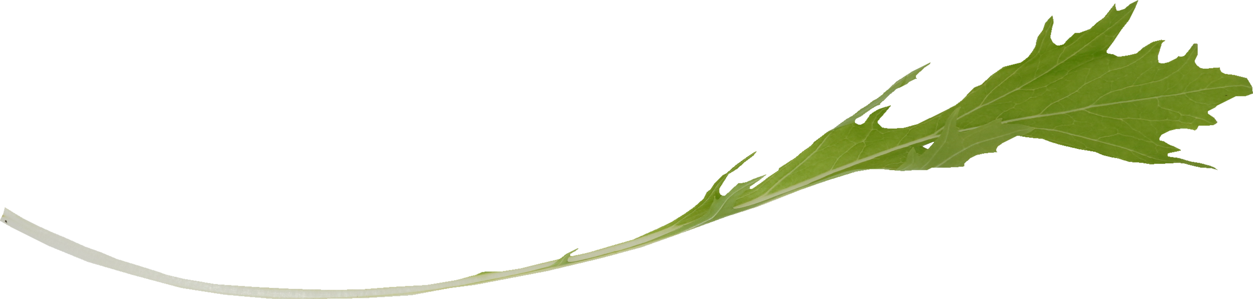 みずな｜商用可フリー画像・背景透過