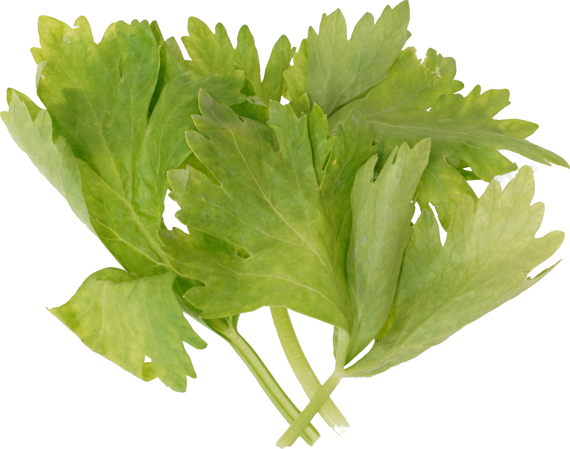 セロリ｜商用可フリー画像・背景透過