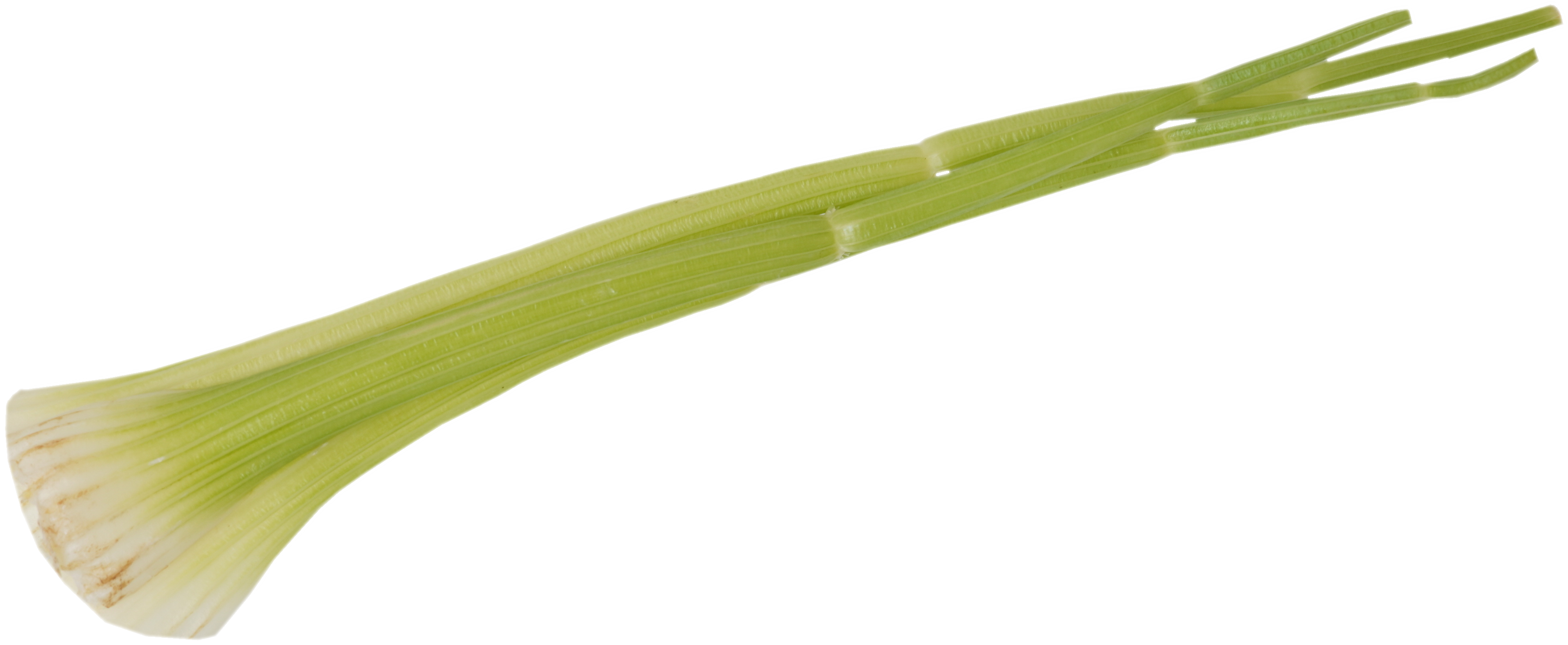 セロリ｜商用可フリー画像・背景透過