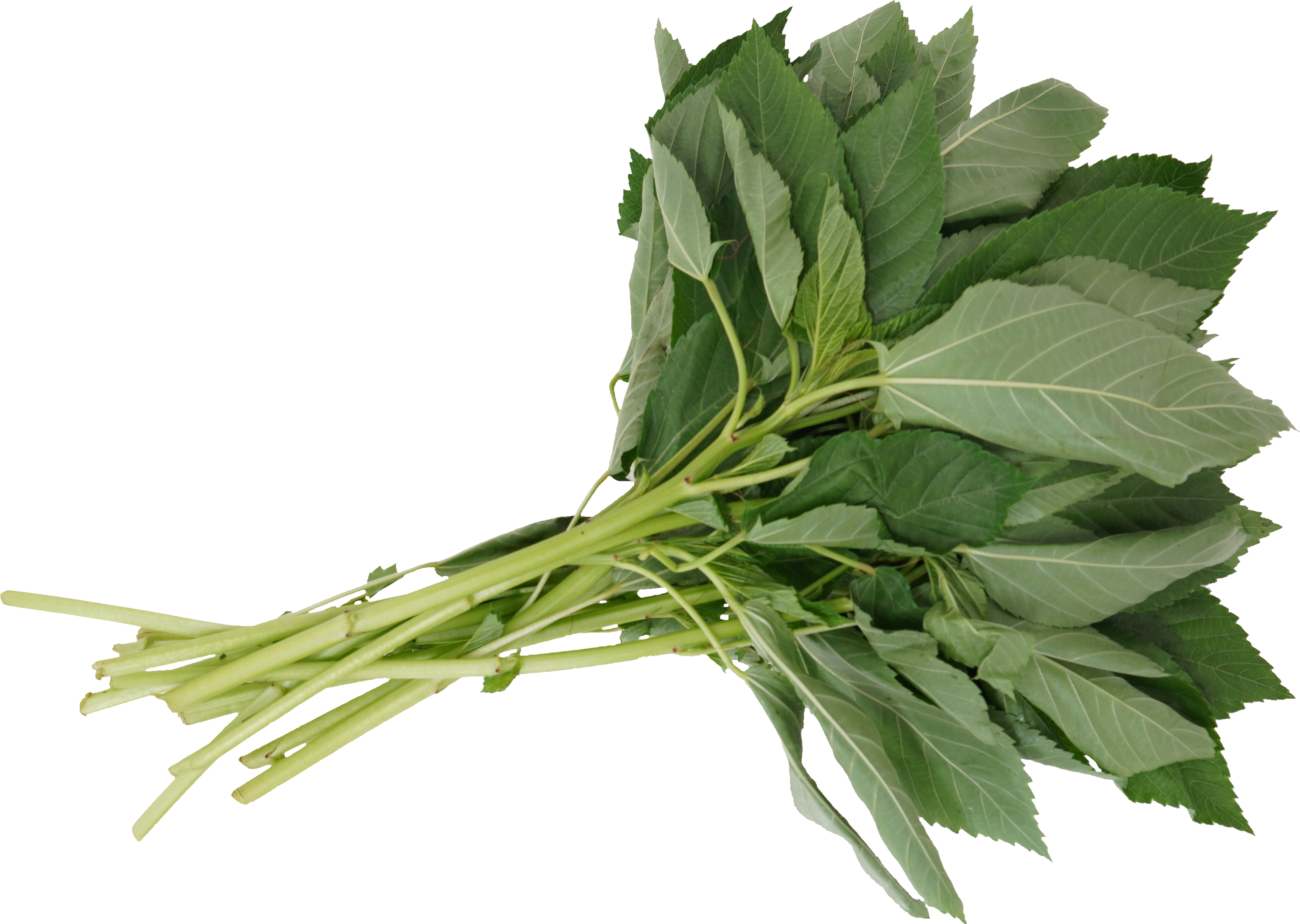 モロヘイヤ｜商用可フリー画像・背景透過