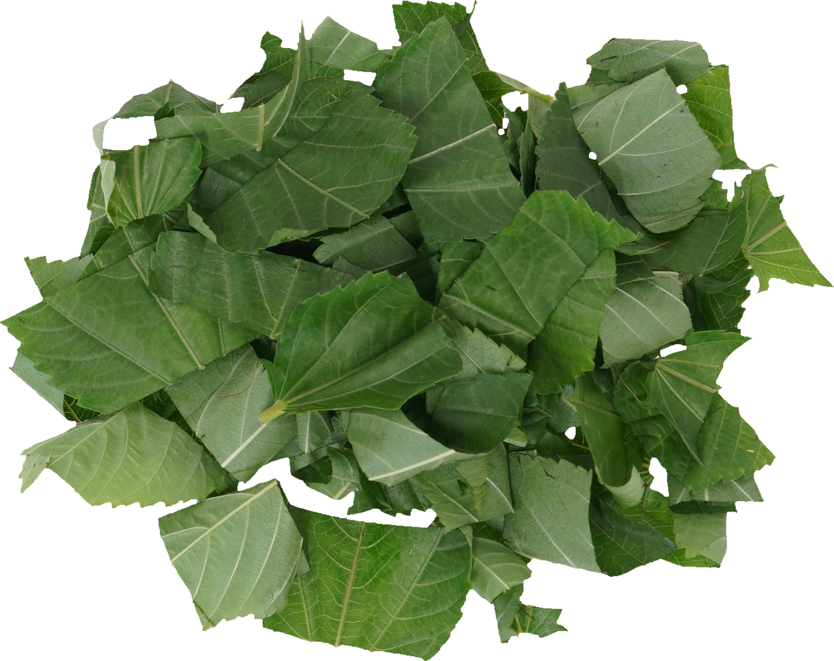 モロヘイヤ｜商用可フリー画像・背景透過