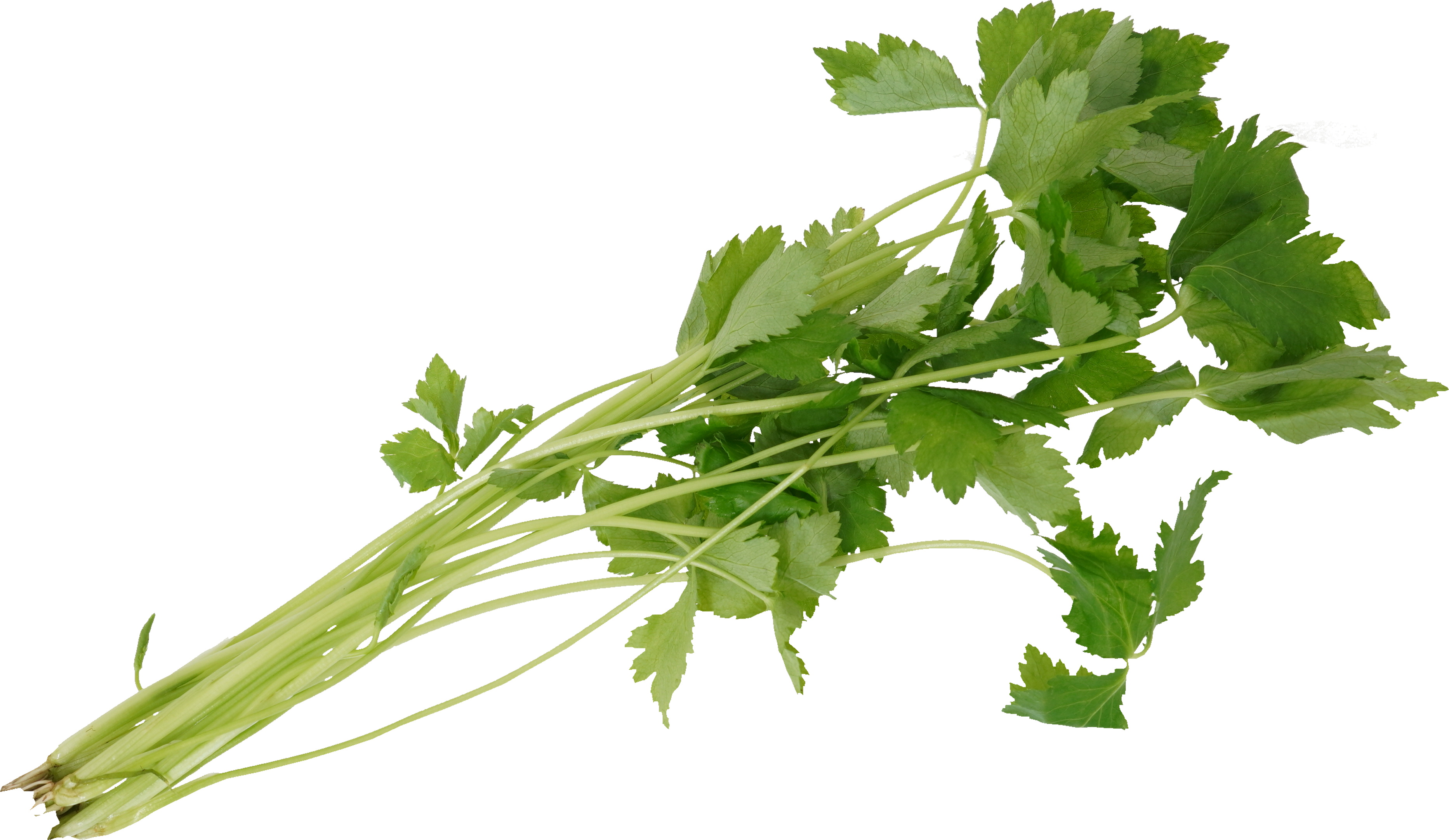 糸みつば｜商用可フリー画像・背景透過