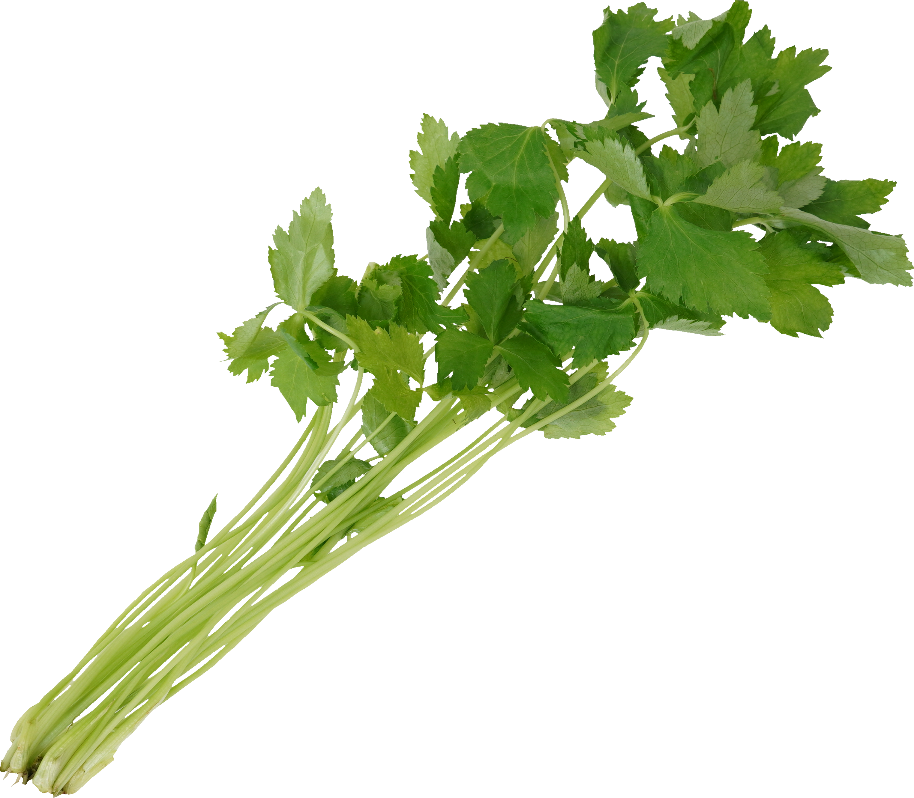 糸みつば｜商用可フリー画像・背景透過