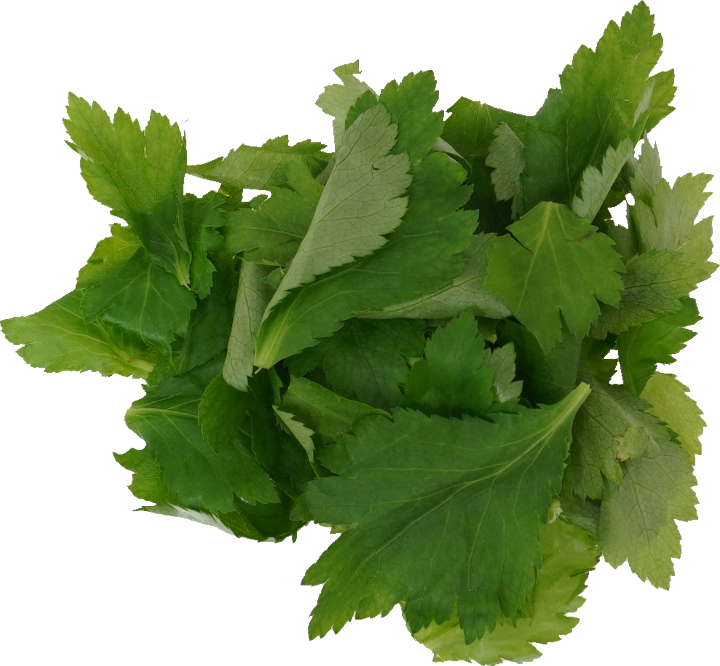 糸みつば｜商用可フリー画像・背景透過