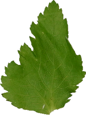 糸みつば｜商用可フリー画像・背景透過