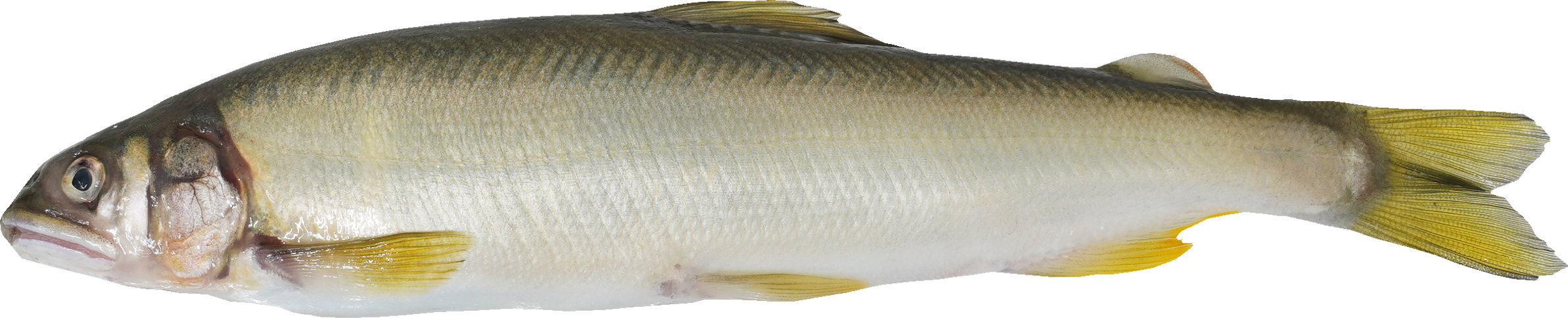 あゆ｜商用可フリー画像・背景透過