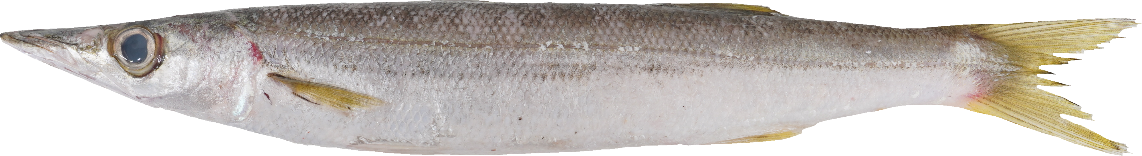 かます｜商用可フリー画像・背景透過