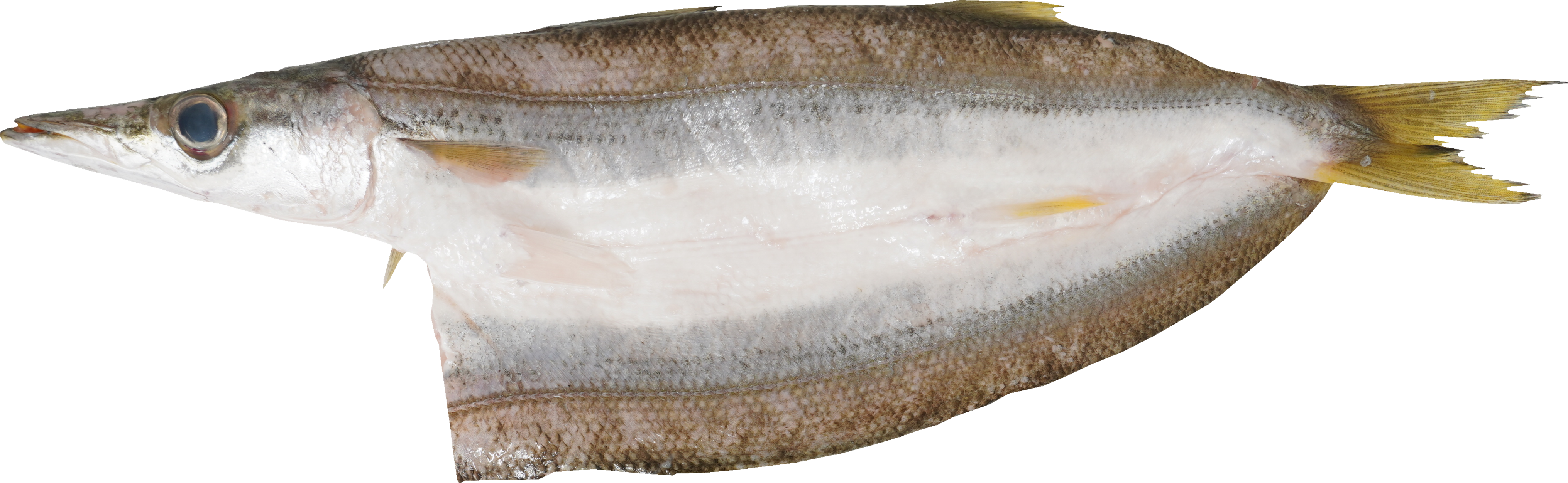 かます｜商用可フリー画像・背景透過