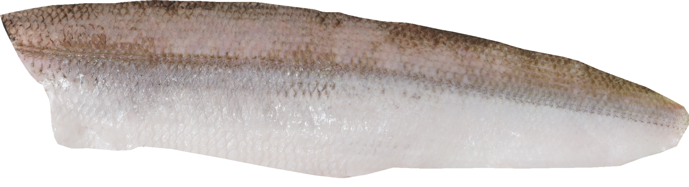 かます｜商用可フリー画像・背景透過