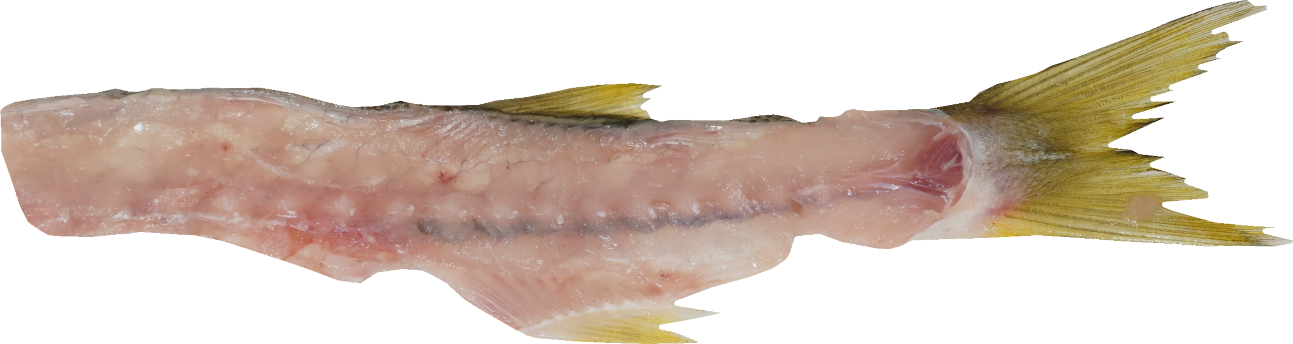 かます｜商用可フリー画像・背景透過