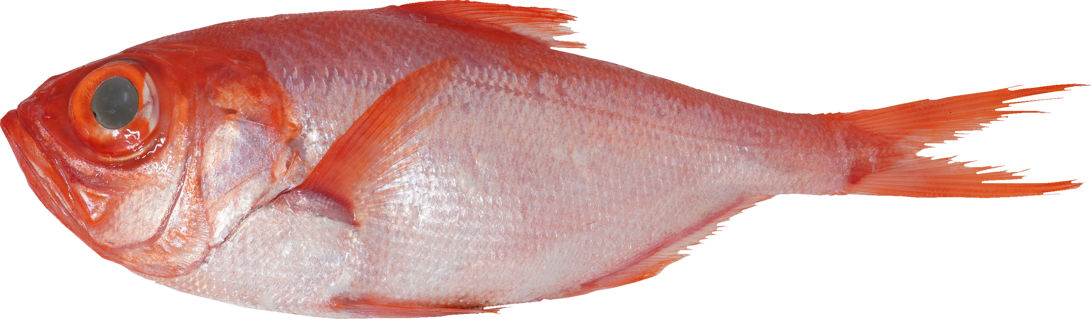 きんめだい｜商用可フリー画像・背景透過