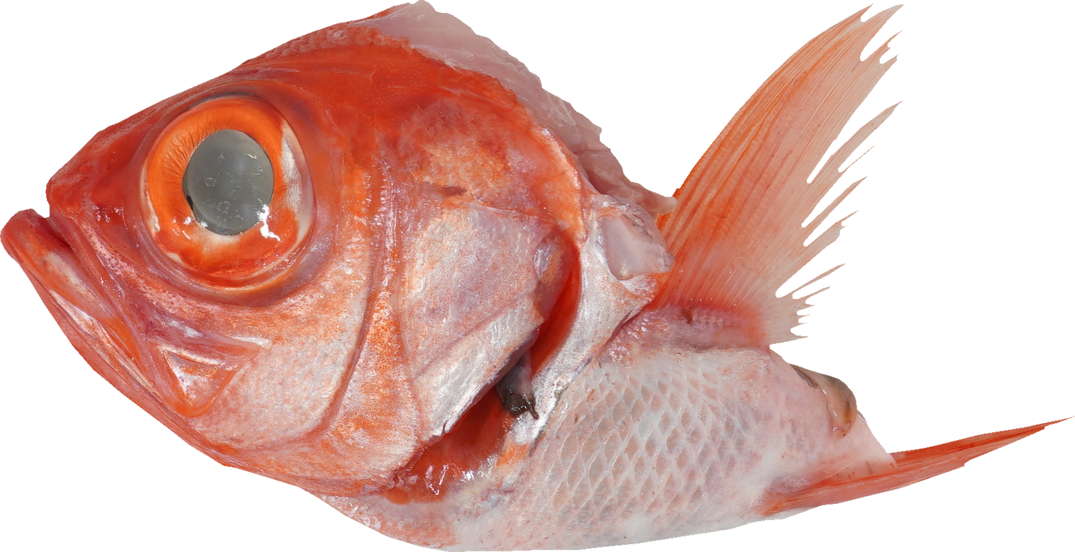 きんめだい｜商用可フリー画像・背景透過