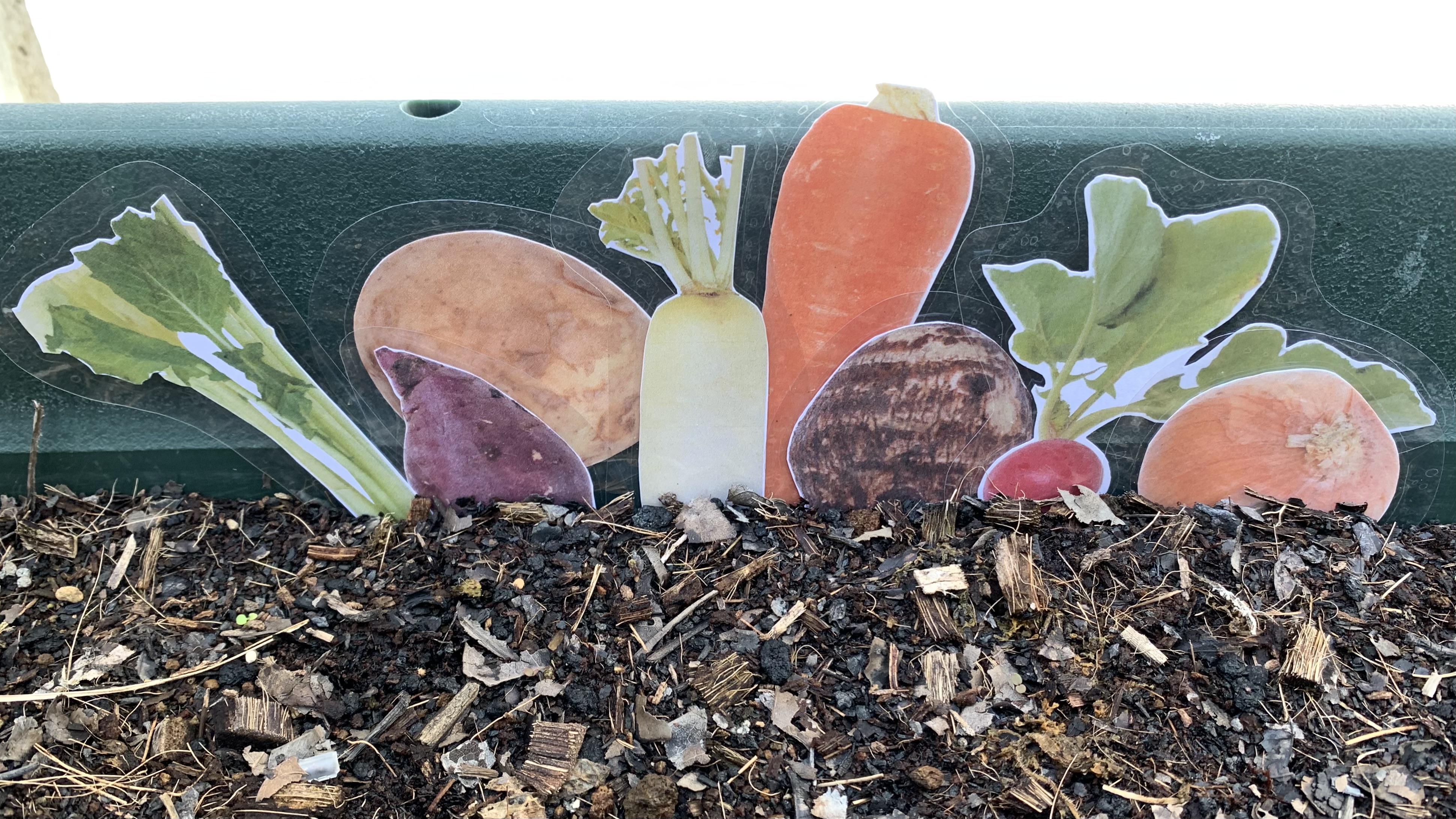 外でも家でも収穫だ！土の中で育つ食べもの収穫｜商用可フリー画像・背景透過