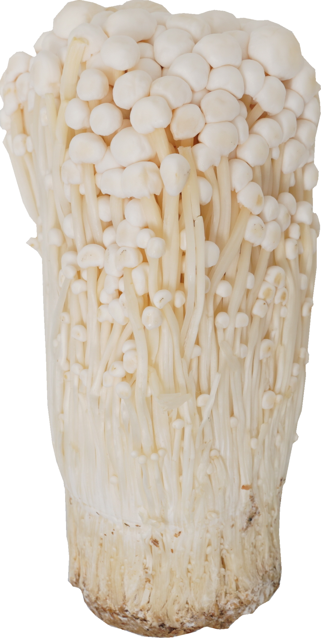 えのきたけ｜商用可フリー画像・背景透過