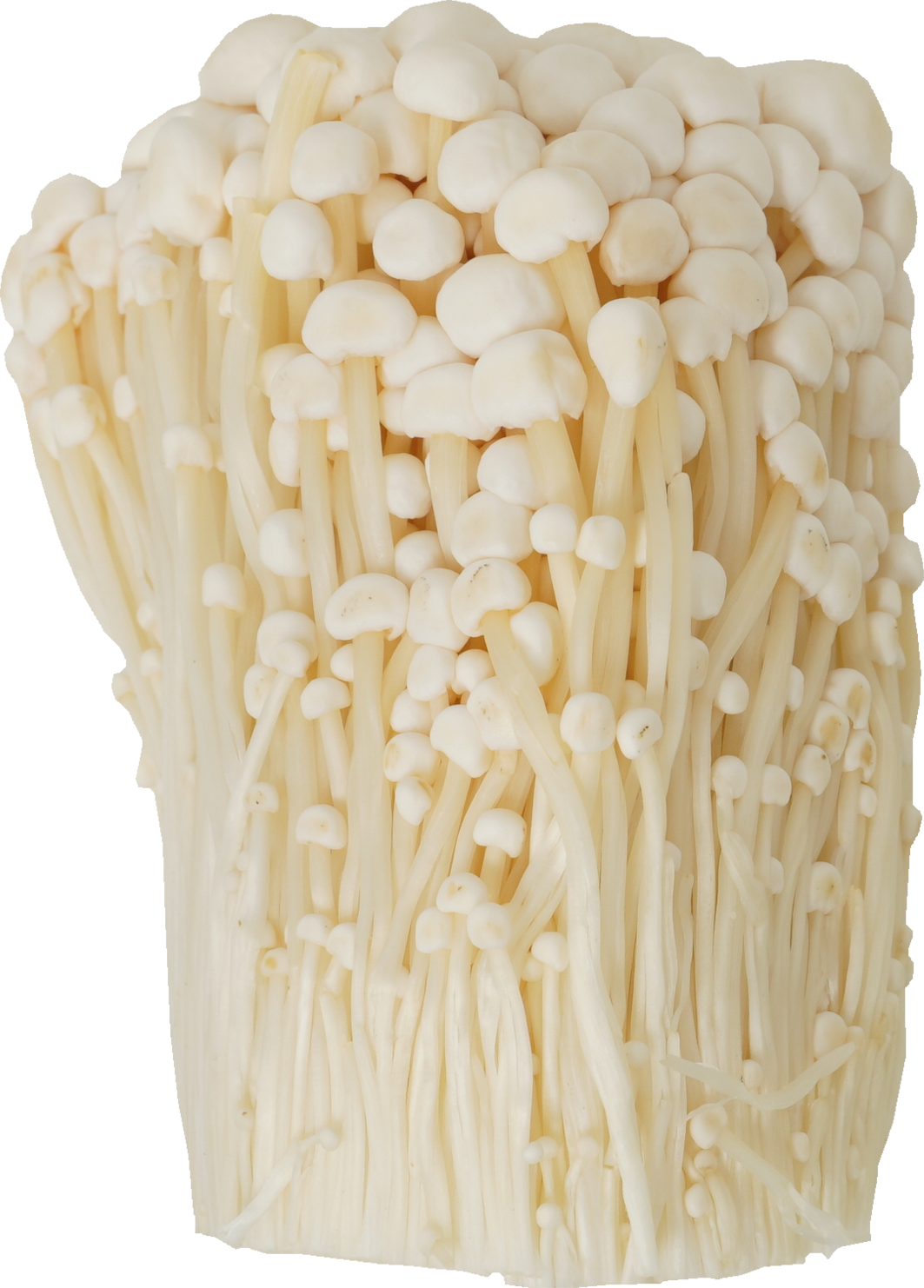 えのきたけ｜商用可フリー画像・背景透過