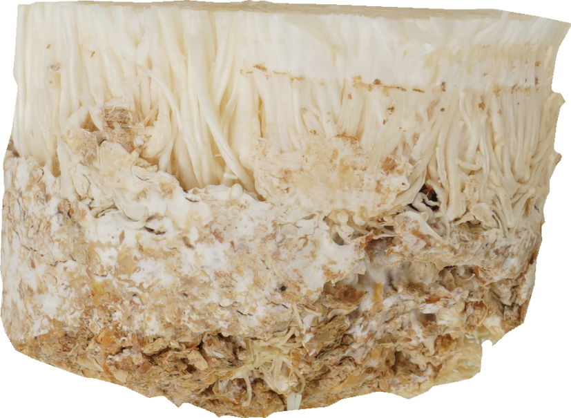 えのきたけ｜商用可フリー画像・背景透過