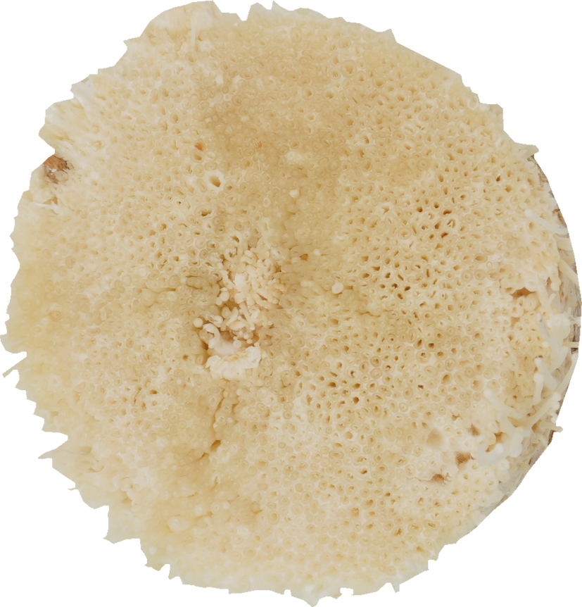 えのきたけ｜商用可フリー画像・背景透過