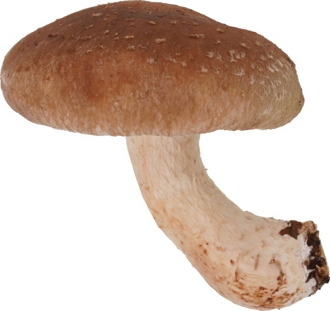 しいたけ｜商用可フリー画像・背景透過