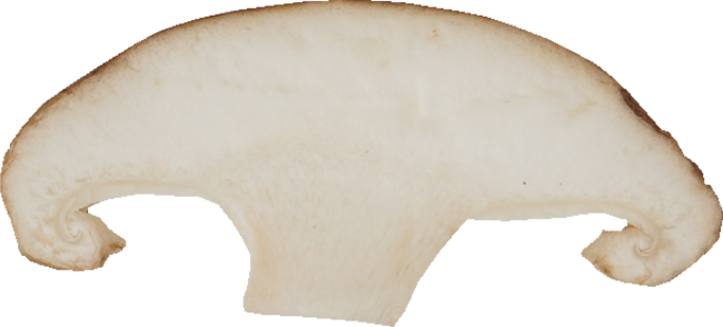 しいたけ｜商用可フリー画像・背景透過