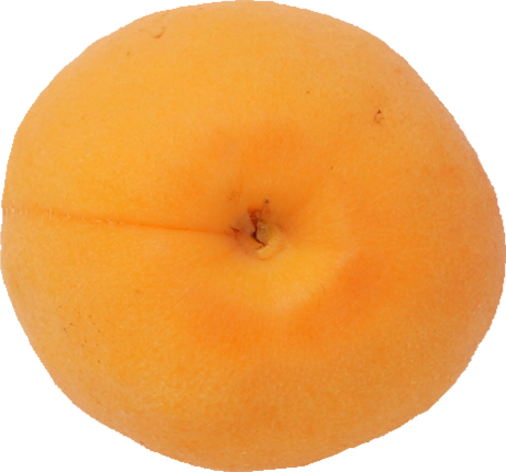 あんず｜商用可フリー画像・背景透過