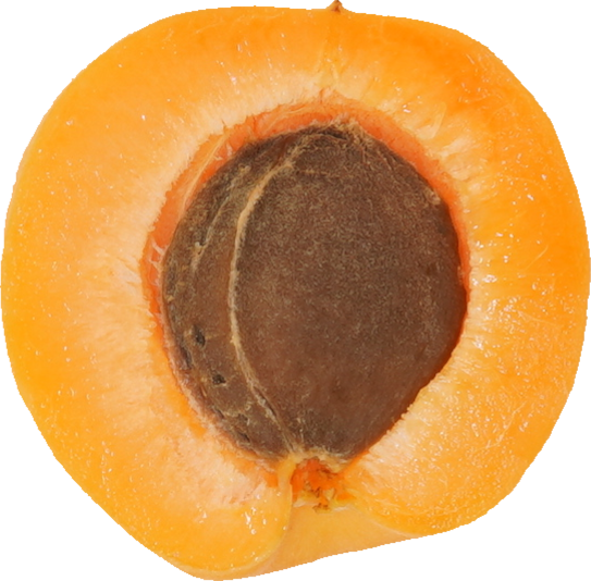 あんず｜商用可フリー画像・背景透過