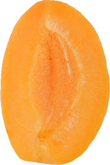 あんず｜商用可フリー画像・背景透過