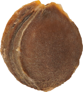 あんず｜商用可フリー画像・背景透過