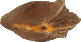 あんず｜商用可フリー画像・背景透過