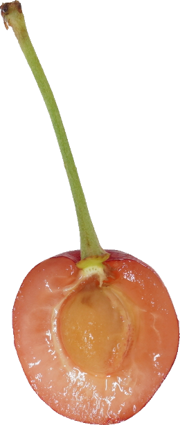 さくらんぼ｜商用可フリー画像・背景透過