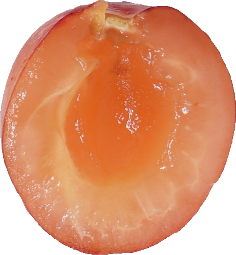 さくらんぼ｜商用可フリー画像・背景透過