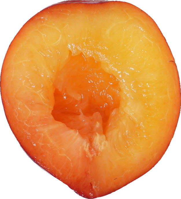 にほんすもも【プラム】｜商用可フリー画像・背景透過