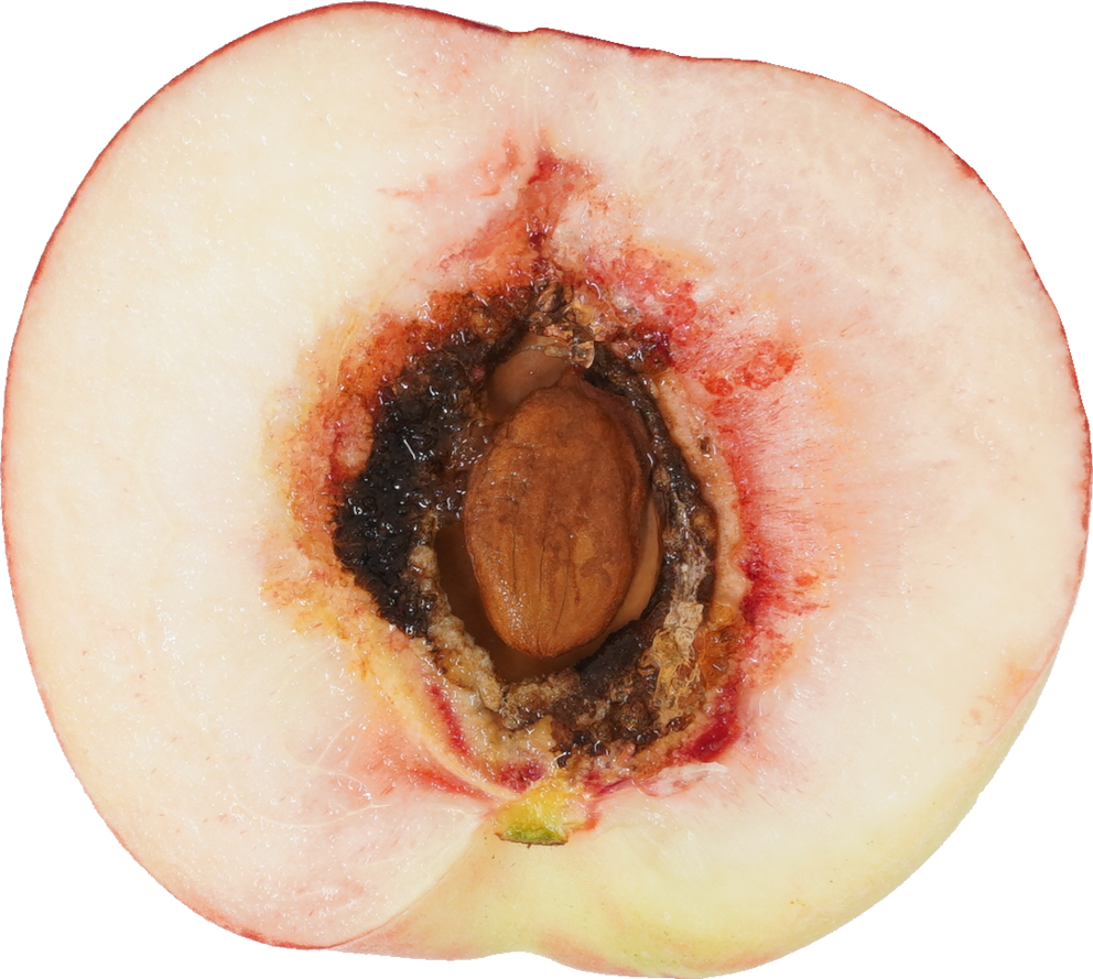 もも｜商用可フリー画像・背景透過