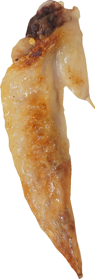 鶏-手羽先（焼き）｜商用可フリー画像・背景透過