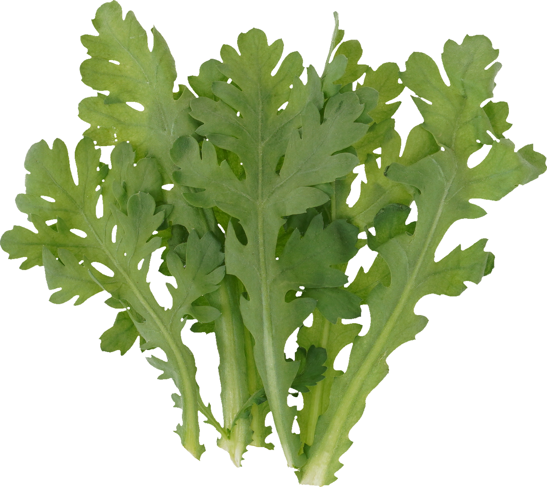 しゅんぎく｜商用可フリー画像・背景透過