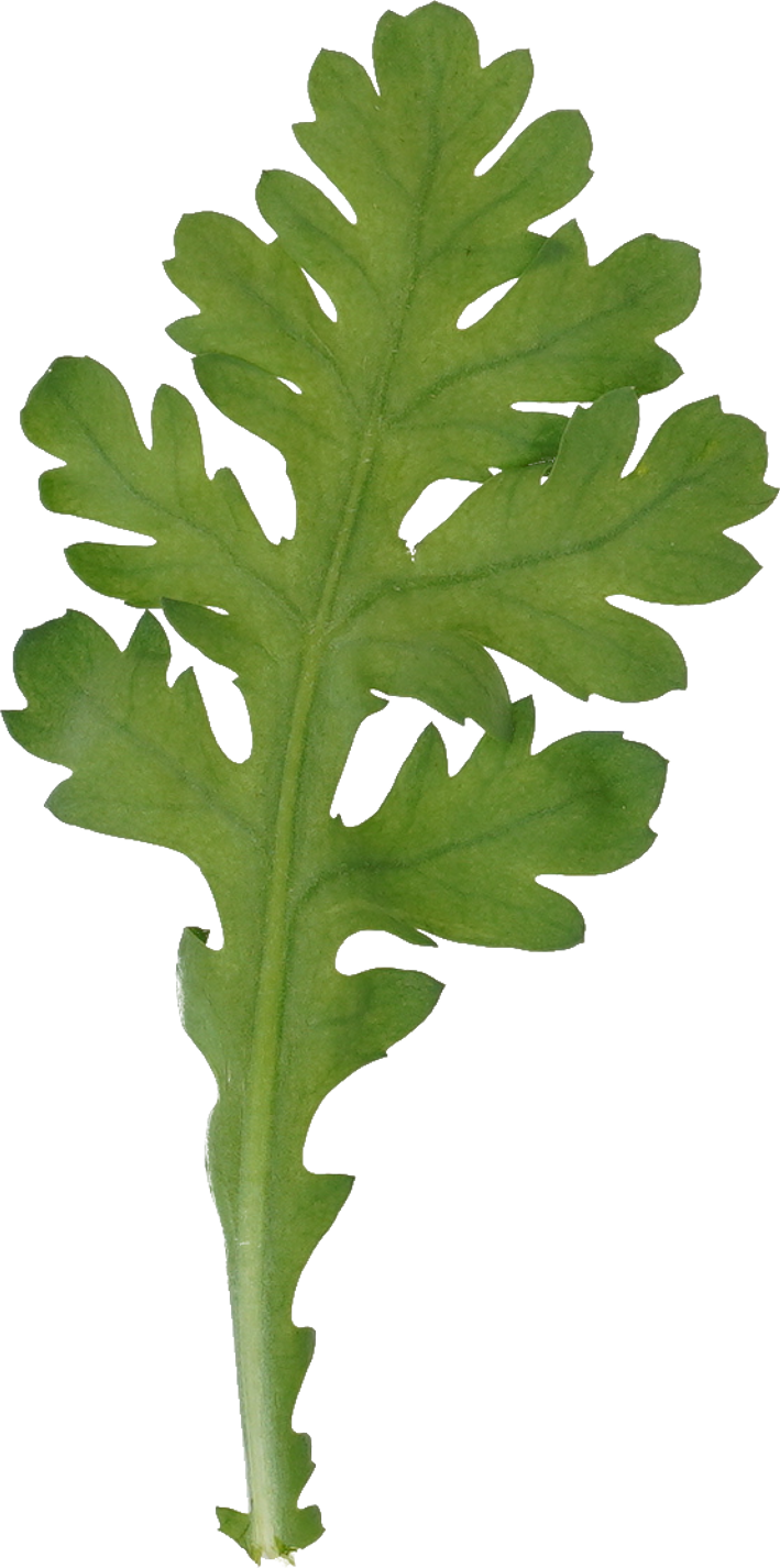 しゅんぎく｜商用可フリー画像・背景透過