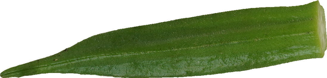 オクラ｜商用可フリー画像・背景透過