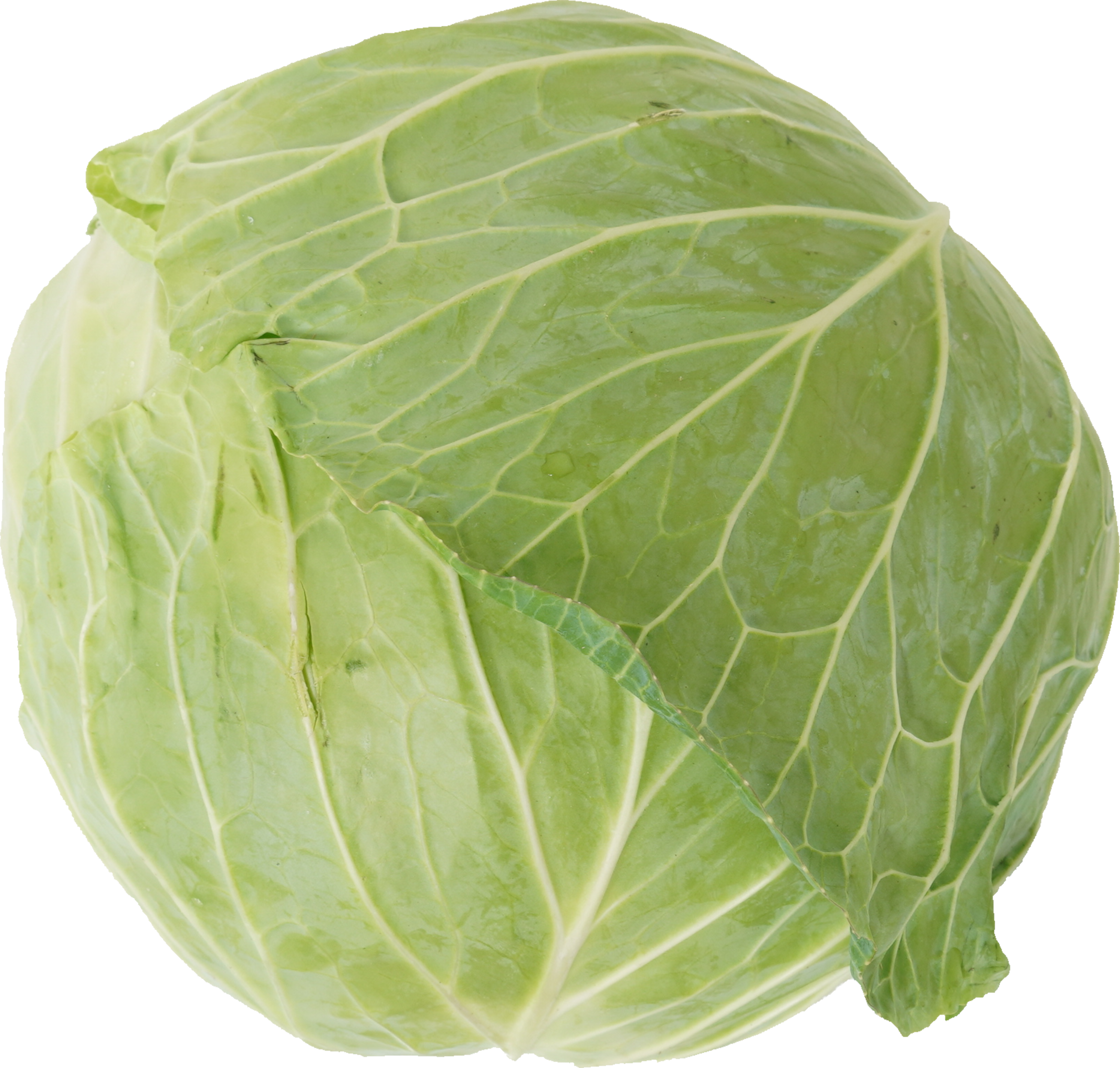 キャベツ｜商用可フリー画像・背景透過