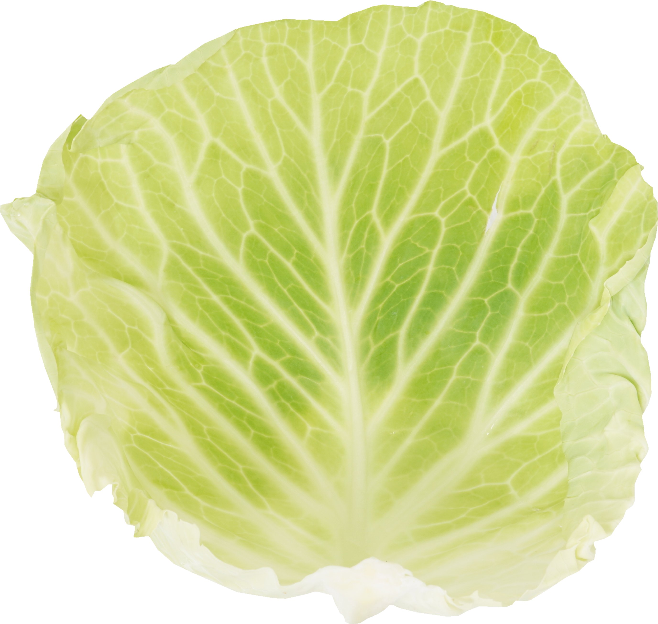 キャベツ｜商用可フリー画像・背景透過